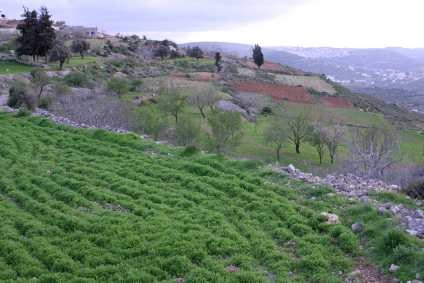 Landschaft in Palästina. Foto: Majdi Hadid, www.beautifulpalestine.com