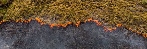 Feuer im Amazonas. (Foto: José Moraes)
