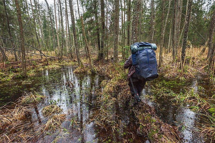 Ein Mensch mit einem Ruck stapft durch sumpfigen Wald