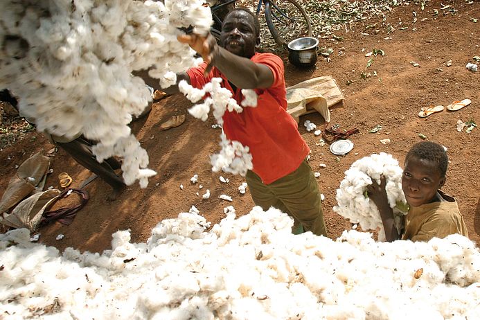 Das Bild zeigt Baumwollpflücker in Mali.