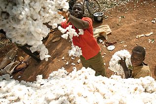 Das Bild zeigt Baumwollpflücker in Mali.