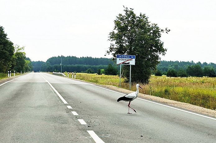 Ein Storch spaziert über eine Landstraße.